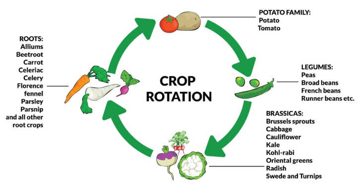 Ciclo de rotación de cultivos