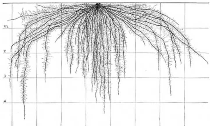Sistema de raíces de maíz a las 8 semanas de edad