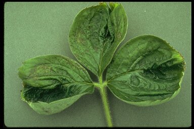 Deficiencia de calcio en hojas nuevas.