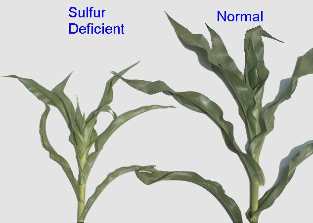 Deficiencia de azufre en maíz.