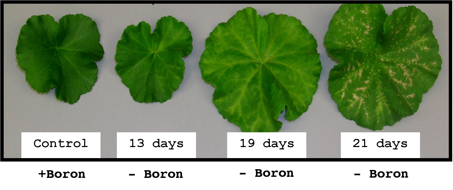 Cómo la deficiencia de boro afecta a una planta con el tiempo.