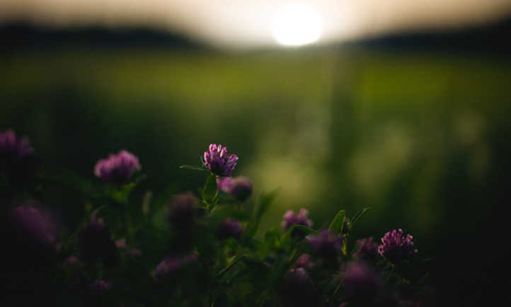 Trifolium pratense al amanecer