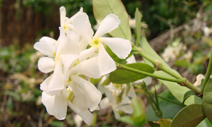 Flores blancas de jazmín estrella