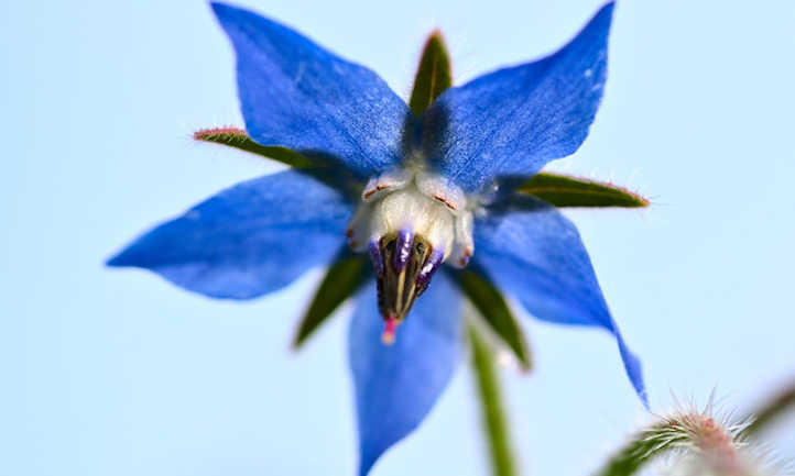 flor de borraja