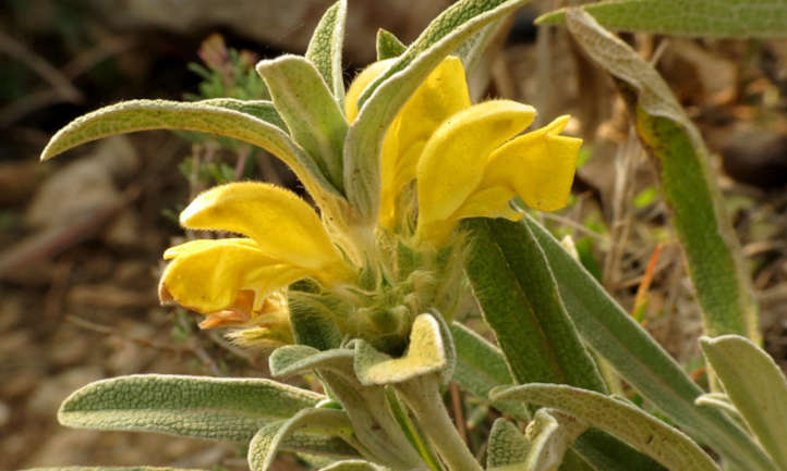 flor de phlomis fruticosa