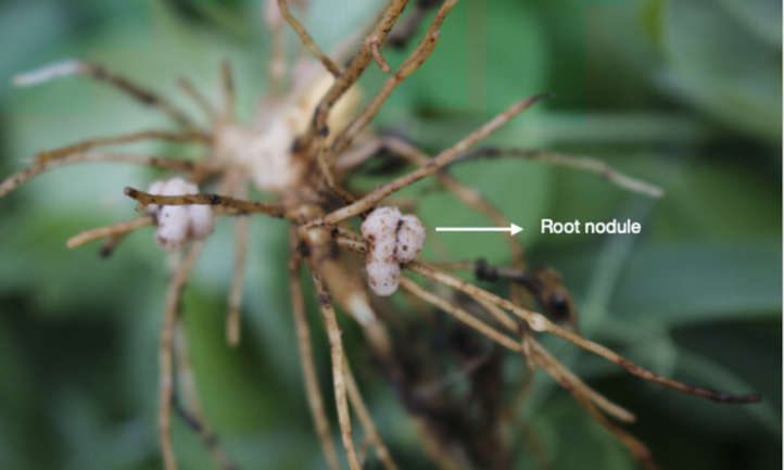 Una imagen de nódulos de raíces en leguminosas como forma de fijación de nitrógeno en el suelo