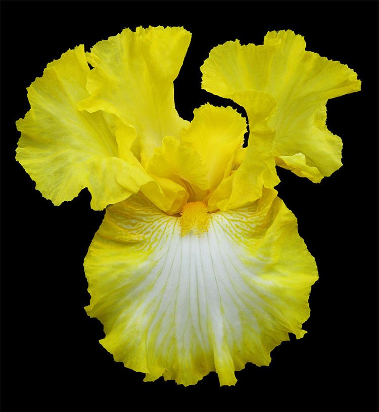 Bulbos de iris barbudo