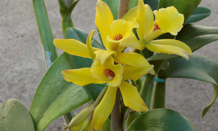 Orquídea de vainilla