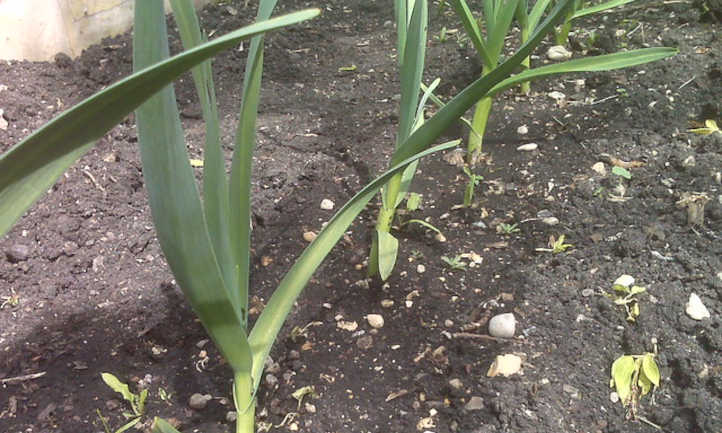 cultivo de plantas de ajo