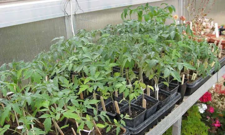 Plantas jóvenes de tomate