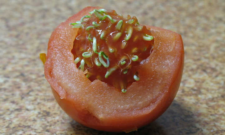 Vivipary en tomate
