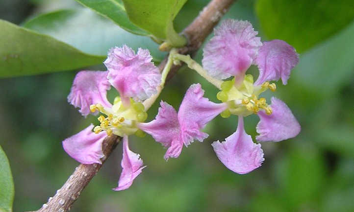 Flores de Malpighia glabra
