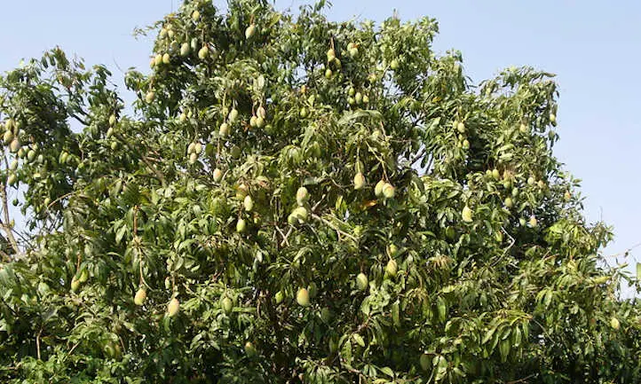 Árbol cargado de mangos