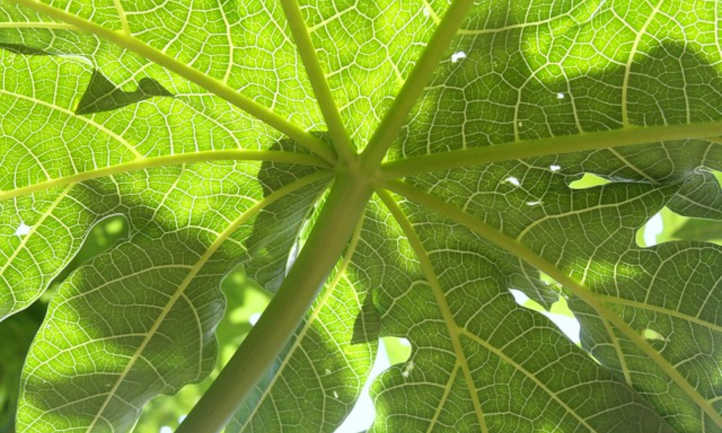 hojas de papaya