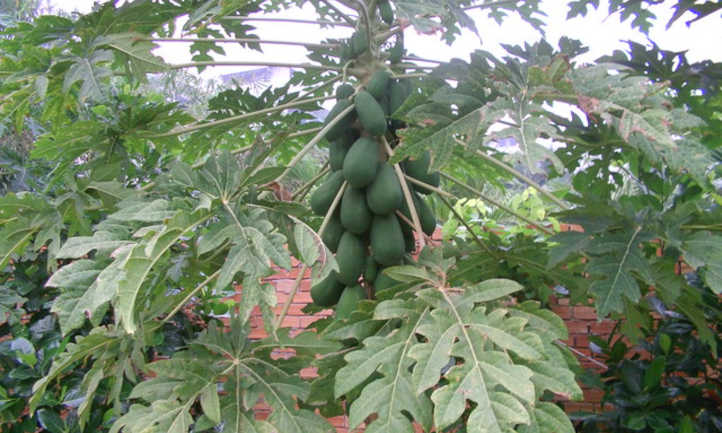 Tronco cargado de papayas