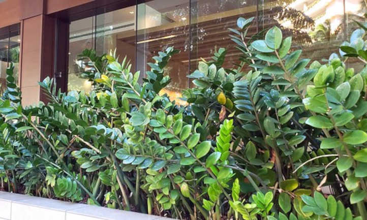 Zamioculcas zamiifolia en ambiente tropical al aire libre