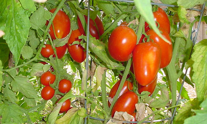Tomates Roma