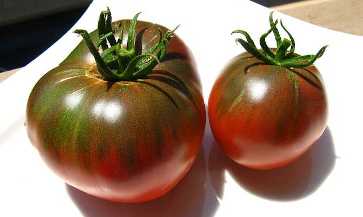 Tomates morados Cherokee