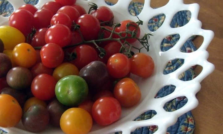 tomates cherry cosechados