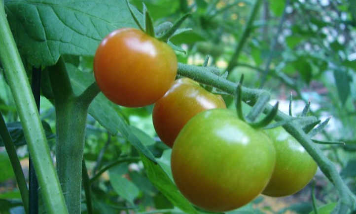 Maduración de los tomates cherry