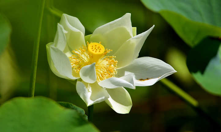 Vaina de semillas en desarrollo de flor de loto