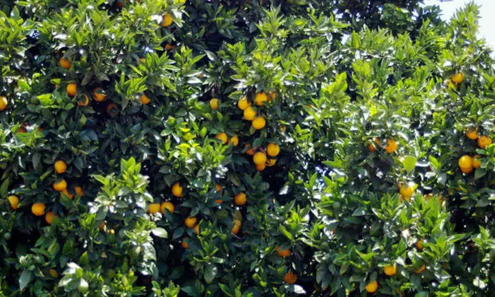 Naranjo cargado de fruta