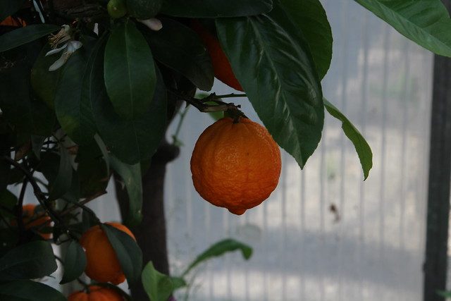 Árbol de mandarina de interior