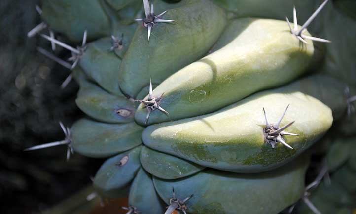 La variedad 'Monstrosus' de Cereus peruvianus hace honor a su nombre