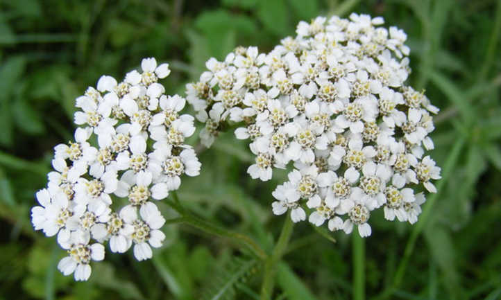 Flores de milenrama blanca
