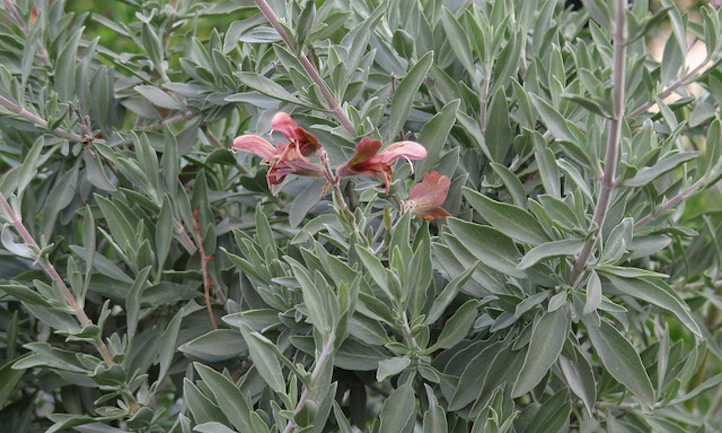 Salvia lanceolada