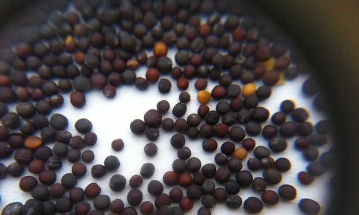 semillas de tatsoi