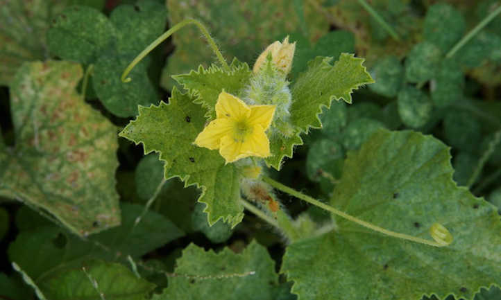 Mancha floral y foliar del melón