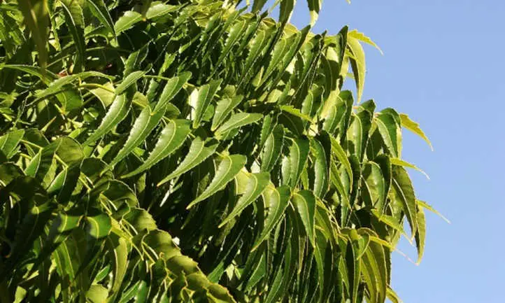 hojas de neem