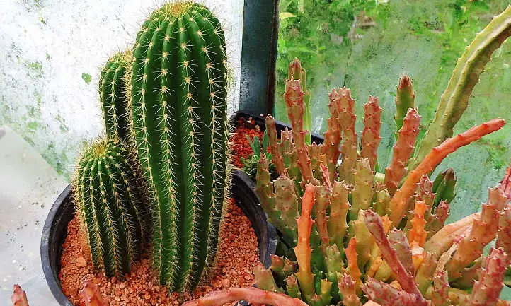 cactus columnares