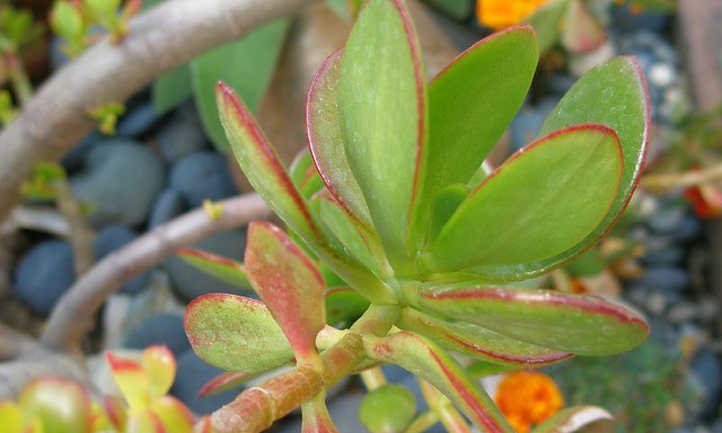 Hojas y tallos de plantas de jade