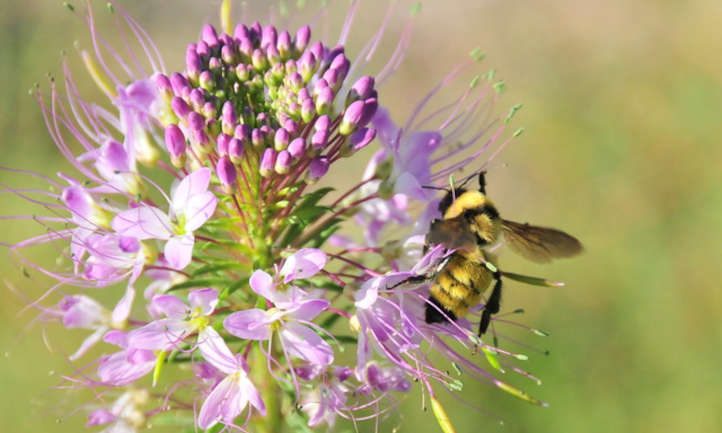 Planta de abejas de las Montañas Rocosas con abejorros de Nevada