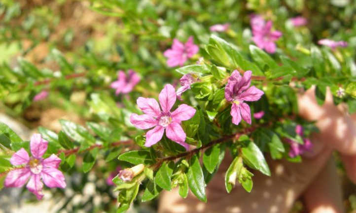 Flores de brezo mexicano