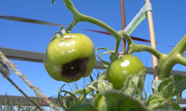 Podredumbre apical en tomate, que no es un síntoma de bajo nivel de calcio en el suelo
