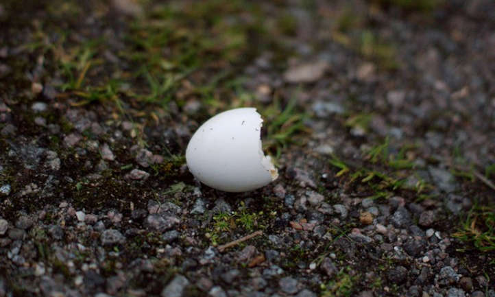 Una cáscara de huevo en la superficie del suelo.