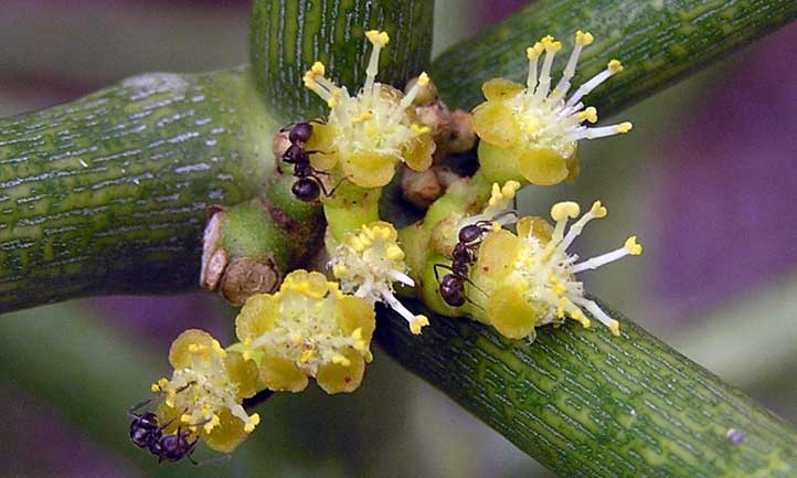Aquí puedes ver hormigas en las flores de Euphorbia tirucalli