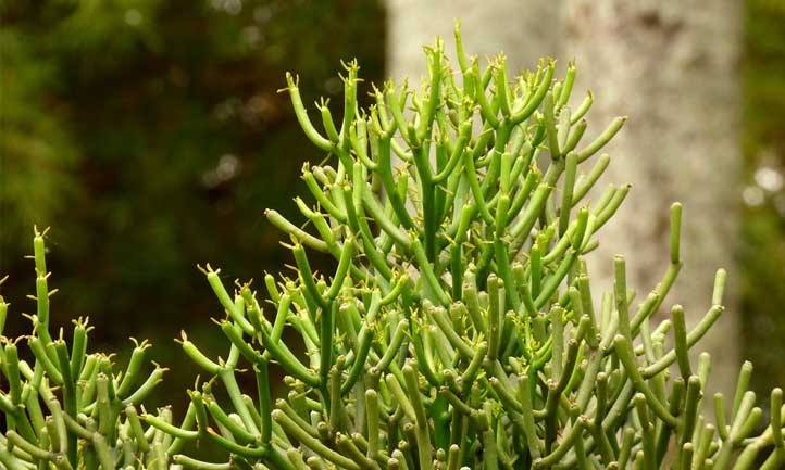 También conocido como Quebradura o cactus lápiz, aquí puedes ver la planta haciendo una declaración en el paisaje.