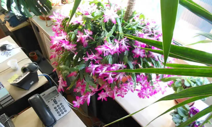 Cactus de acción de gracias en flor
