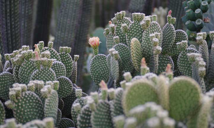 El cactus de ala de ángel es versátil como planta de interior y como opción ornamental para exteriores.