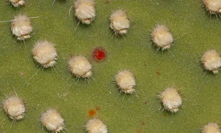 Los gloquidios del cactus oreja de conejo son bonitos, pero ten cuidado al tocarlos
