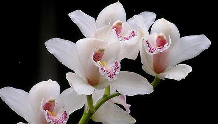 Planta de interior de orquídeas blancas