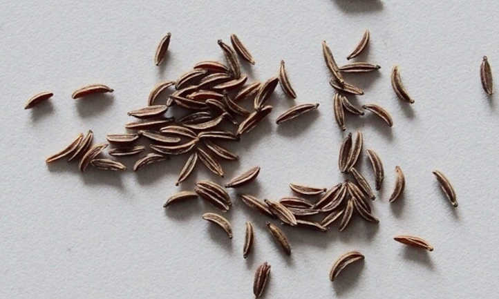 Semillas de alcaravea