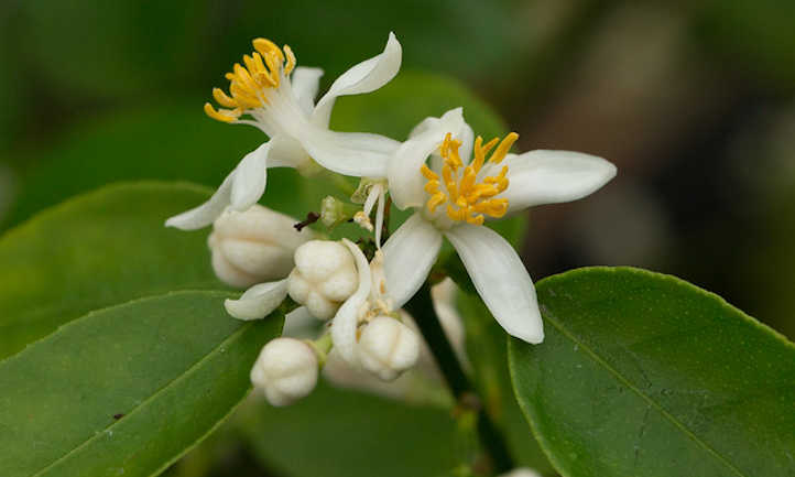 Citrus aurantifolia flor