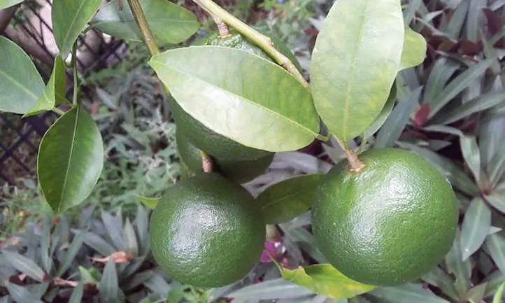 mandarinas verdes