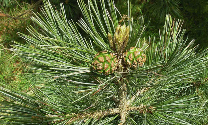 Pino piñonero mexicano (Pinus cembroides)