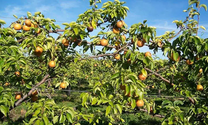 Peras de manzana en huerto